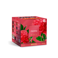 Пионы Салют купить в Архангельске | arhangelsk.salutsklad.ru