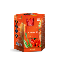 Тюльпаны Салют купить в Архангельске | arhangelsk.salutsklad.ru